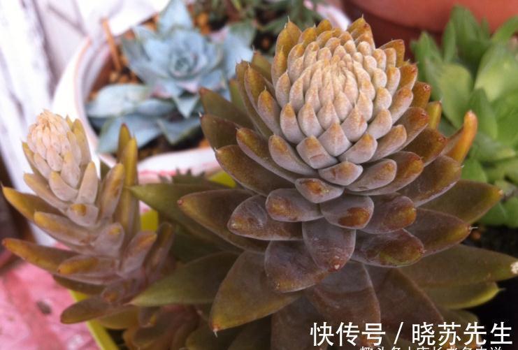玉吊钟|有些多肉几年没人管都不会死?据我所知有5-6个品种的确如此强横