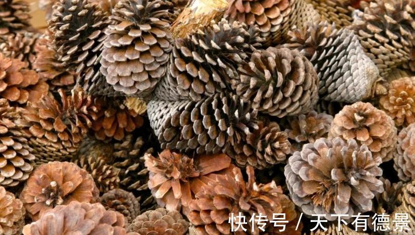 松塔养花的好处以及注意事项