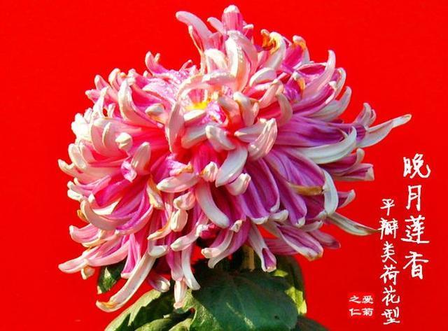 喜欢菊花,不如养盆“珍稀名菊”晚月莲香,养护容易,花叶俱美