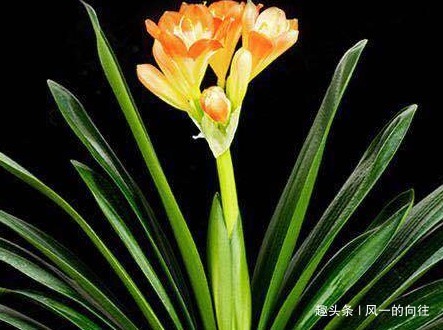 家养君子兰总是难开花做好这三个细节，轻松花开爆满盆