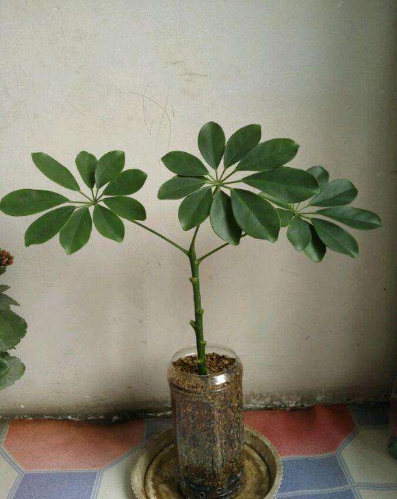 鹅掌柴|养4种“富贵花”，8月剪根枝条“插土里”，嗖嗖长根，错过等1年