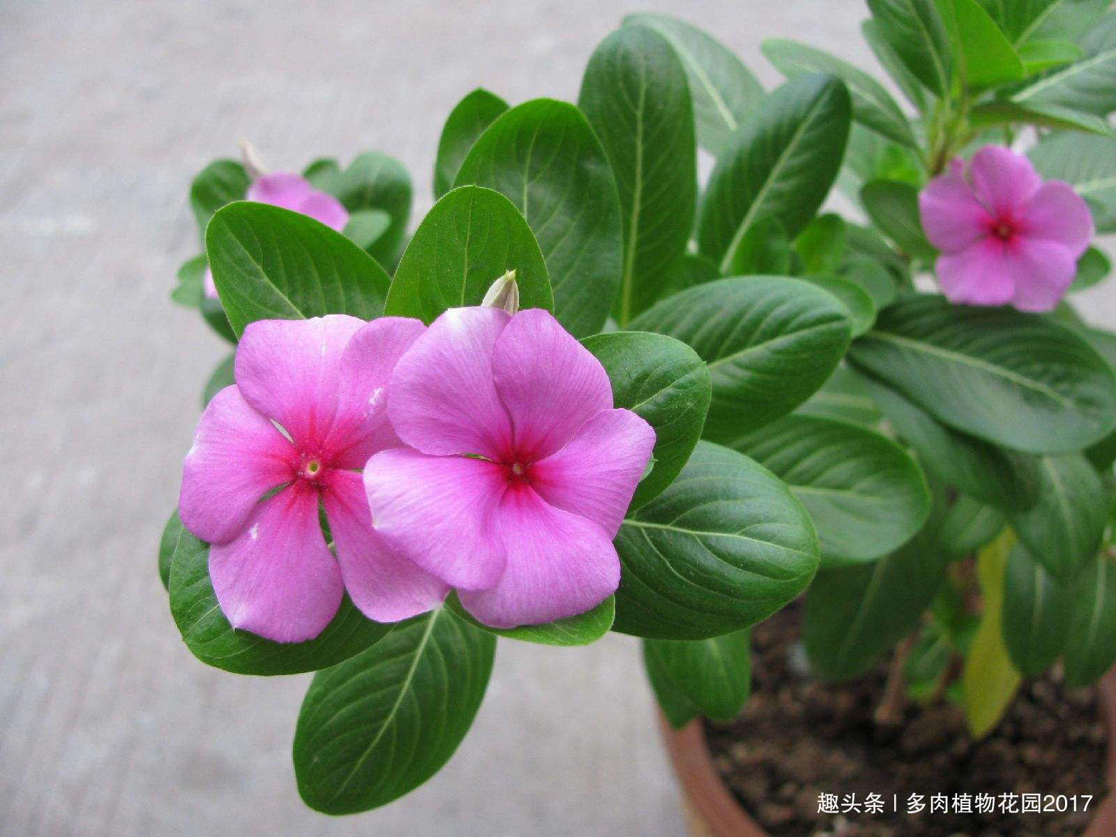 养花六要素,养花入门必备知识点