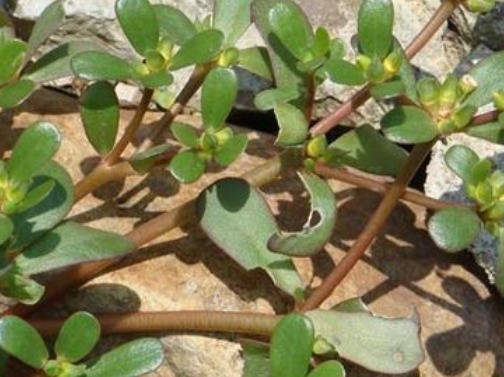 感染性疾病|每天坚持喝马齿笕水,除了可以黑发外,竟然还有这么多好处!