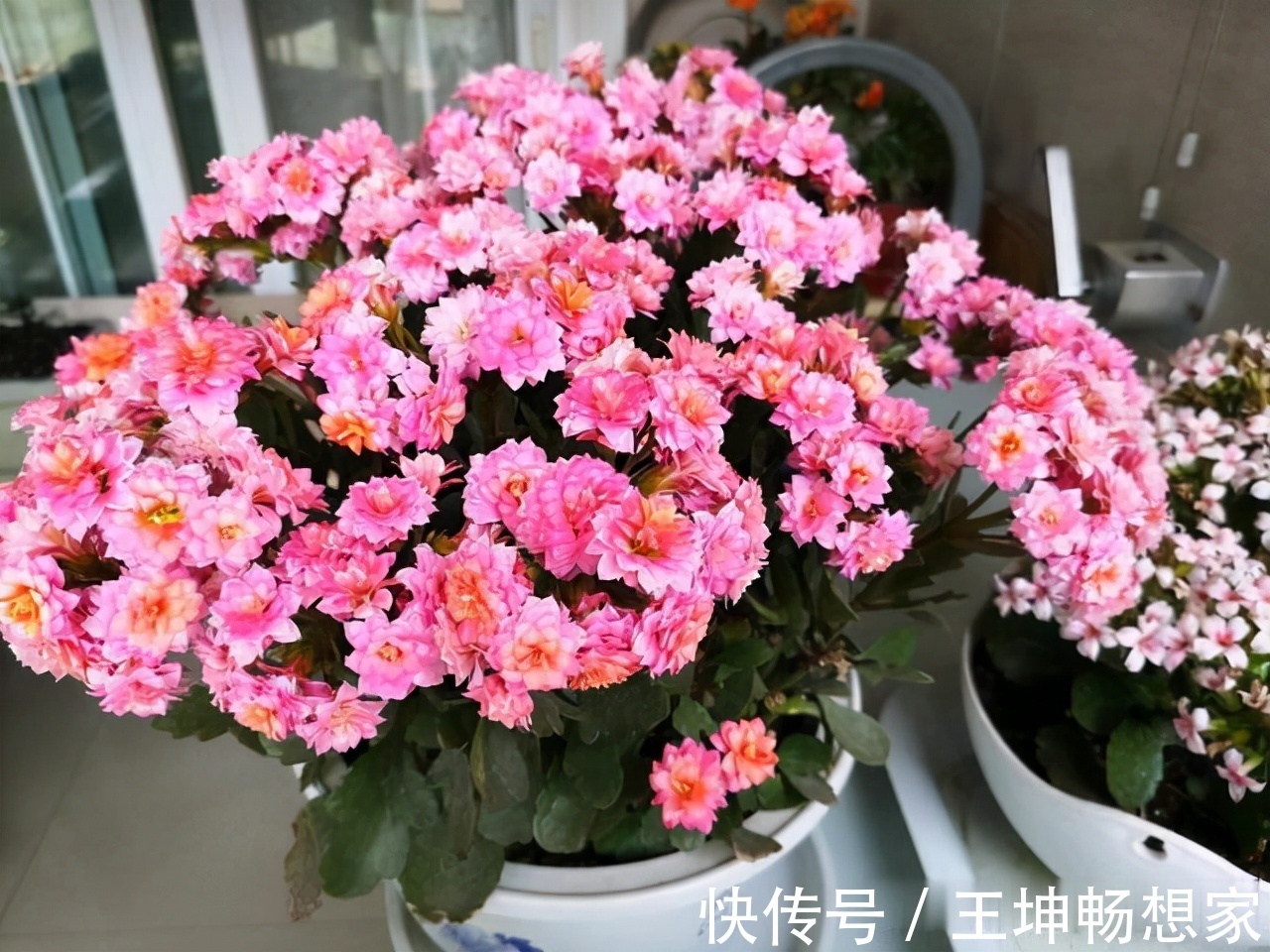 净化|10种健康花，适合养客厅，吉祥有品味，关键个个都是净化高手