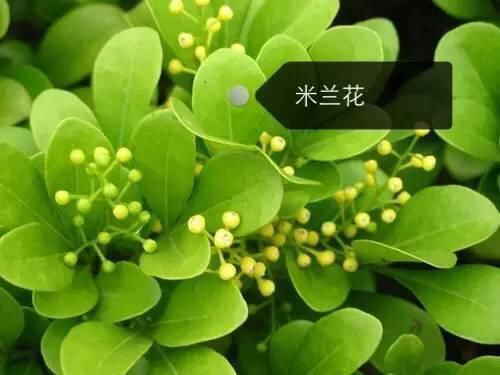 150种常见植物及花卉，你认识几个？