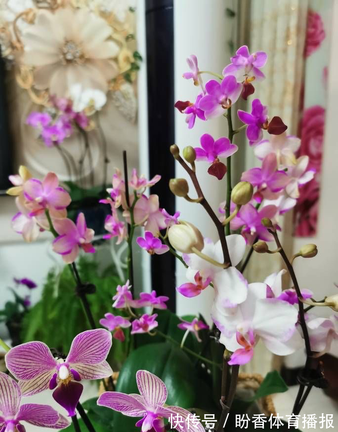 6种“转运花”,最合适养客厅,漂亮大气,富贵又吉利