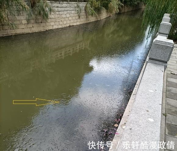 广东惠州巴掌大的罗非鱼,手臂粗的鲶鱼,为啥没人钓