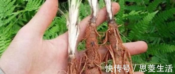补肾|农村不可忽视的野草,可泡水可泡酒喝了能补肾,许多人视之为宝贝