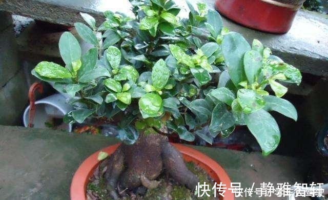 人参榕|人参榕盆景美观大气、上档次，注意4方面，养出千奇百怪的造型！