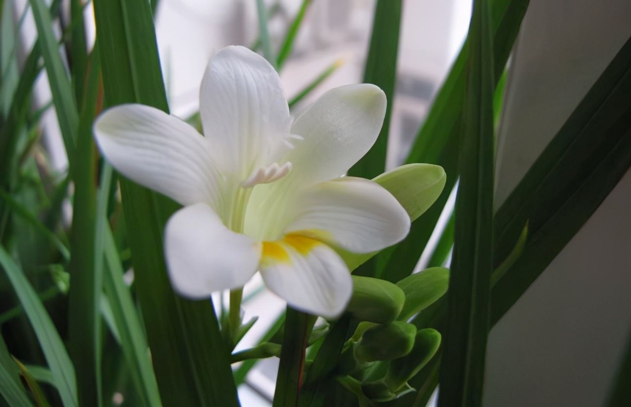 香雪兰花量大，养护简单，室内养一盆，香气浓郁，充满浪漫的气息