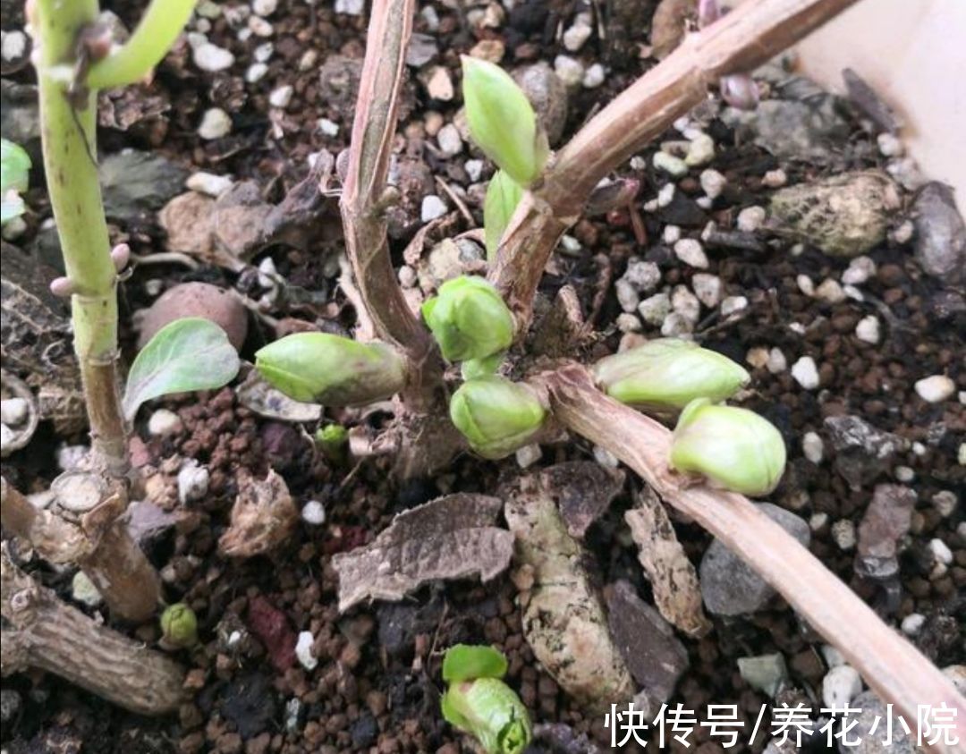 大花绣球不要入室太早,放在外面“冻一冻”,来年开花更多