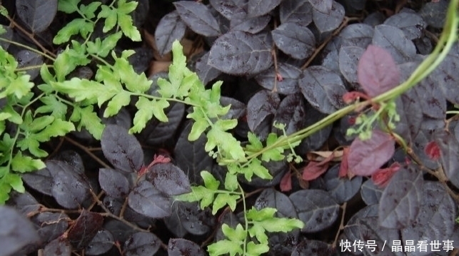 利水通淋|此物专治结石，价值珍贵，请您识别，若山中遇见，别错过