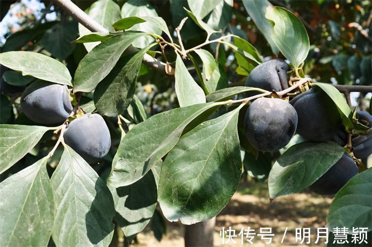 黑番茄|女性想要身体好常吃3种食物,淡斑养颜,延缓衰老,控制血压血脂