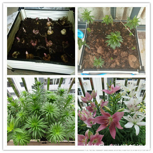 情人|喜欢牡丹,不如养盆“菊中精品”情人菊,似娇艳情人,美艳优雅