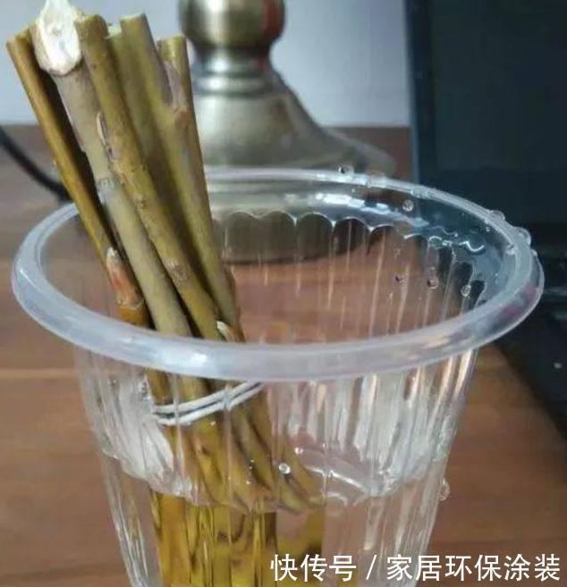 浸泡|“扦插”不生根给它放点“调料”，枝条泡一泡，3天冒出大白根