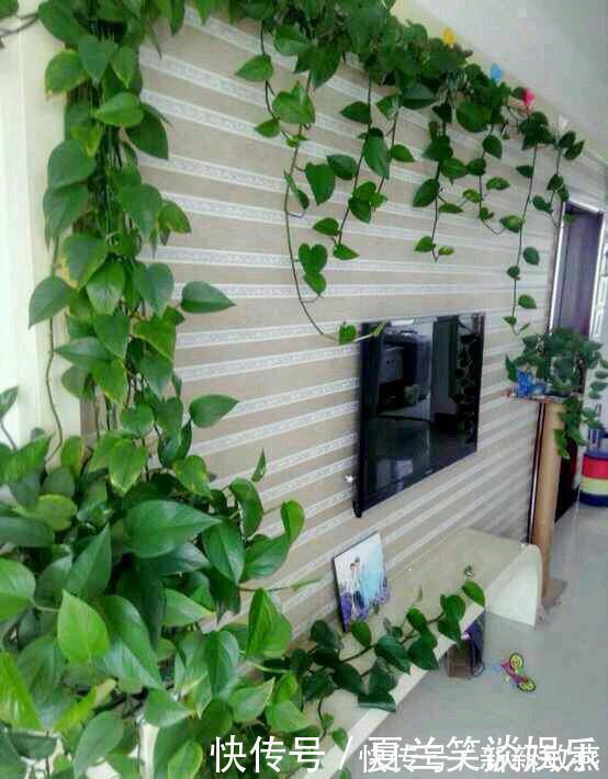 绿萝的“小阀门”,打开后就疯长!叶子油绿,7天长成一大盆