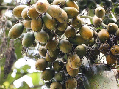 槟榔对心脏的危害