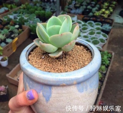 虹之玉锦|别人家和我家“多肉”对比图,能养得“丑”出境界的,真是辛苦了