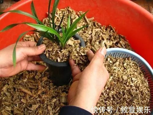 养兰花总是烂根黄叶盆底垫上常见生活垃圾,不烂根新芽冒不停