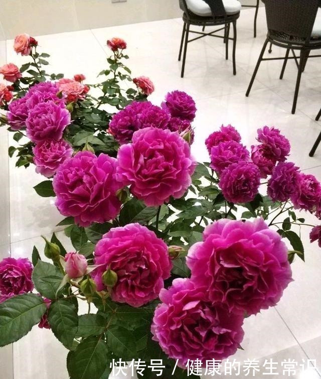 貌可比牡丹 香气胜兰花 四季有花开 这种盆栽花卉 很值得拥有 粉紫色 貌可比牡丹 香气胜兰花 四季有花开 这种盆栽花卉 很值得拥有 粉紫色