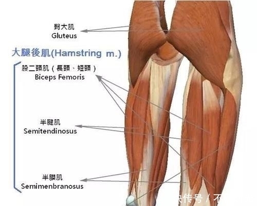 双腿|腿是人体第二“心脏”，日常练腿做好4件事，腿有劲，老得慢