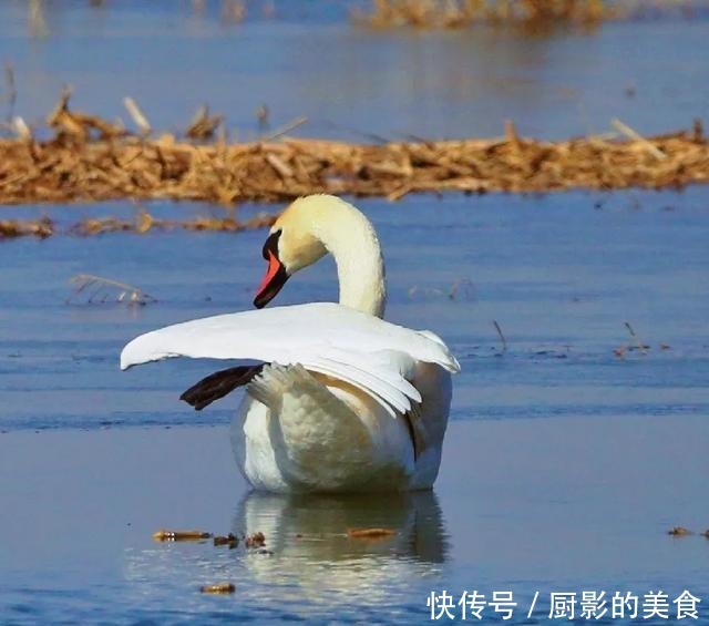 乌梁素海，欢迎疣鼻天鹅回家！