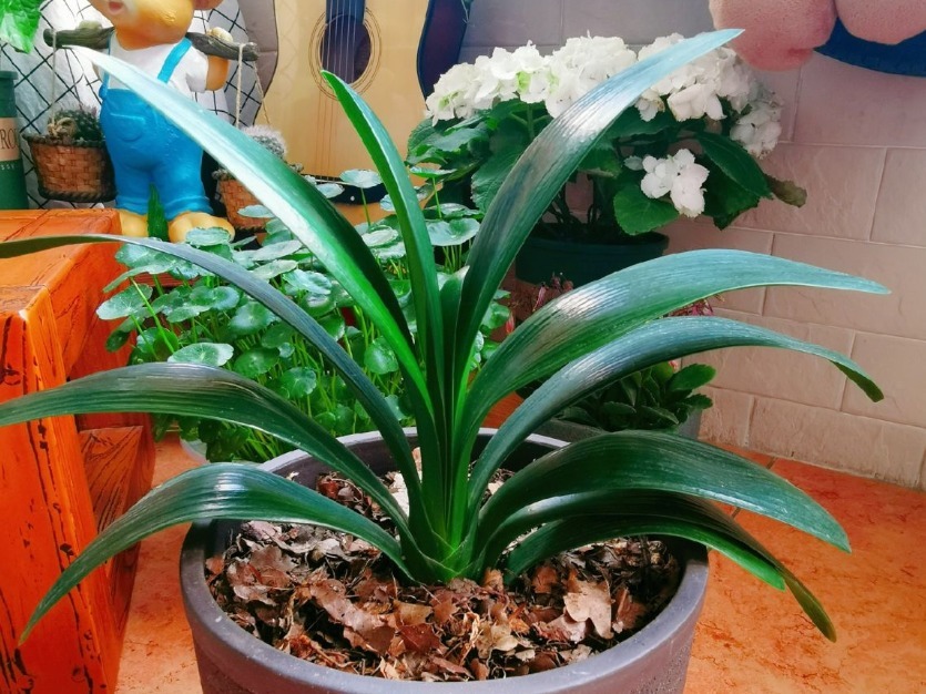 叶片|君子兰夹箭不开花，找根棉签擦一下，花箭立马钻出来！