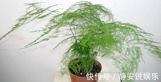 疯长|花盆里加点它，盆栽文竹、君子兰就疯长，比绿萝、吊兰美上百倍！