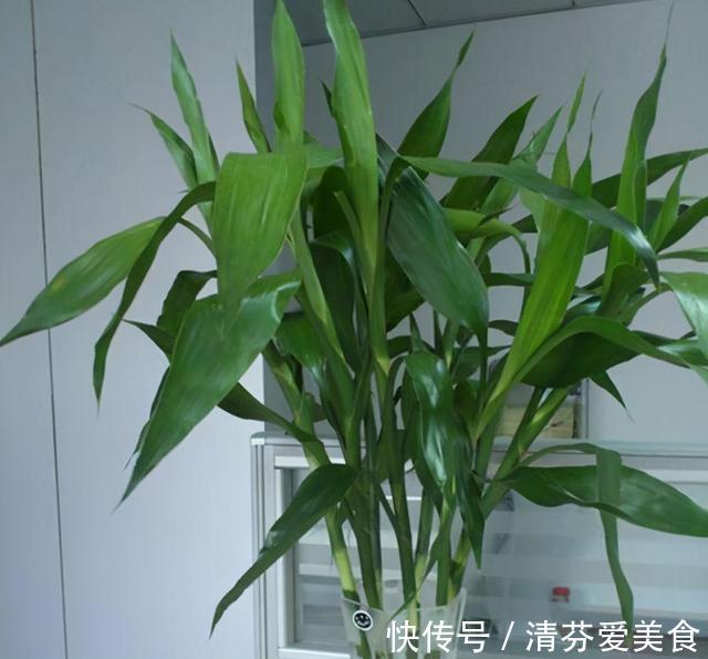 种花|建议每位养花人：无论住在哪里，卧室都要养4种花，养人养心