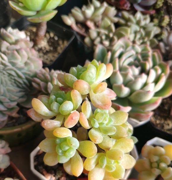 多肉冻伤了吗?一夜之间,全网大面积冻伤,只剩花盆,真悲惨