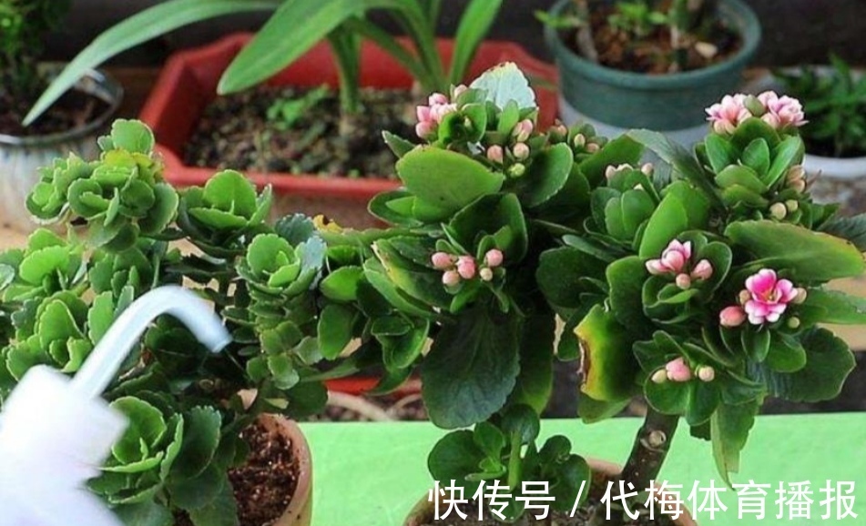 长寿花马上要长花芽，它有“3怕2喜”，做错了影响孕蕾开花