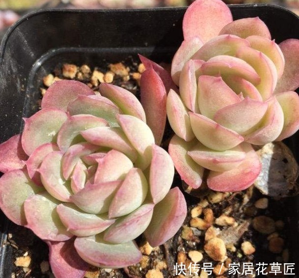 回家|1种多肉,十分漂亮,还容易活,回家赶紧养一盆,简直好极了