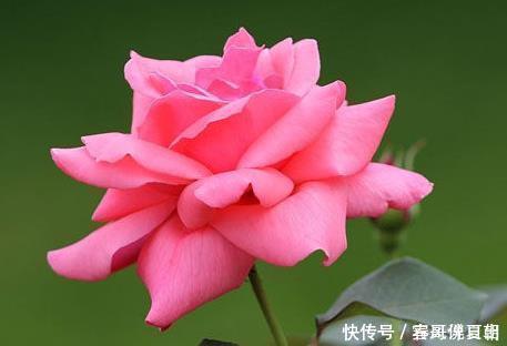 种花|家养这三种花最喜欢喝酸水,用好轻松花开爆满盆,好看又好养