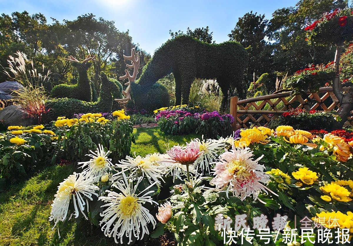 菊花|美图来袭！快来看明天开幕的上海菊花展有多美，还有“盲盒”等着你