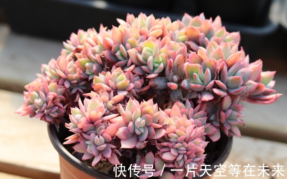 养花|春天养花,浇水也是一门学问,如果浇水不当,这些植物会严重受损