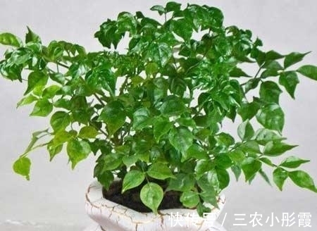 幸福树|幸福树的冬季养护很简单, 注意这几点就能避免黄叶, 保持叶片常绿