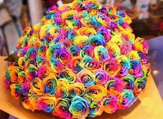 喜欢菊花，不妨养盆“稀有玫瑰”彩虹玫瑰，娇艳如彩虹，难得一见