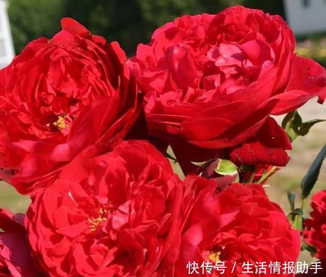 藤本月季三年才成型不,选择这3个品种,一年就能给你一面花墙!