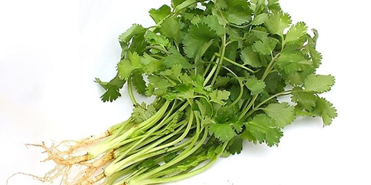 香菜很多人爱吃,却不知道有这样的副作用,吃香菜的好处和禁忌