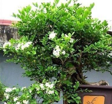 绿色植物|夏季最适合养的花,此花我国最香,花开180天,净化空气比绿萝强