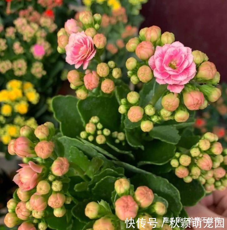 养花就养这几款,高贵美丽,比玫瑰美,比牡丹艳,四季开花