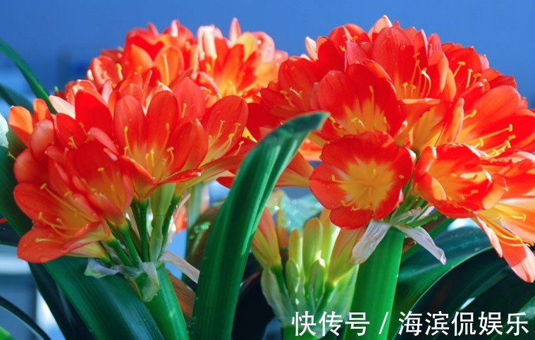 新手养君子兰,浇水记住“1句话”,不怕烂根,叶片更绿