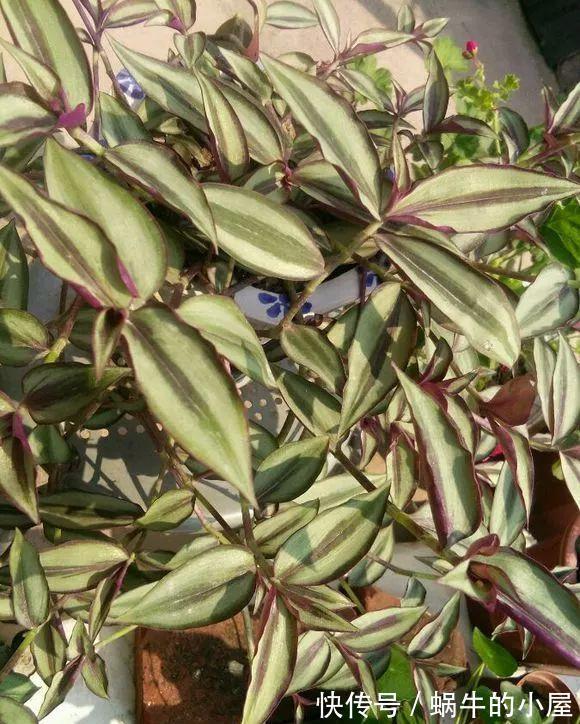 浇水不分早晚,浇一盆死一盆,别再做错了!