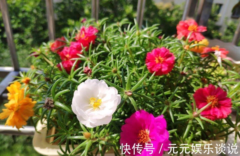 阳台上|太阳花怎么过冬?用一种方法,顺利过冬,来年开花更多更美