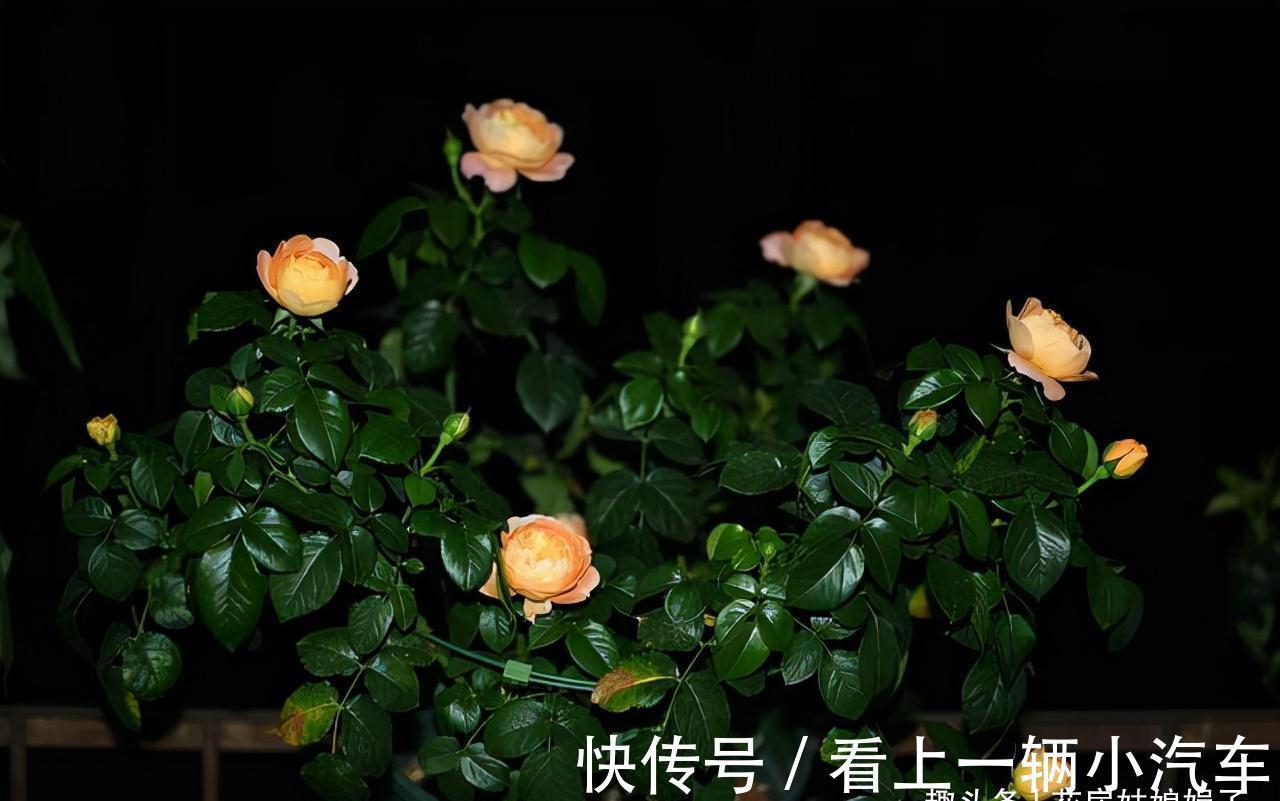 花期|这6种花在阳台很好养,只要有阳光就特别旺盛,花期长颜值还很高