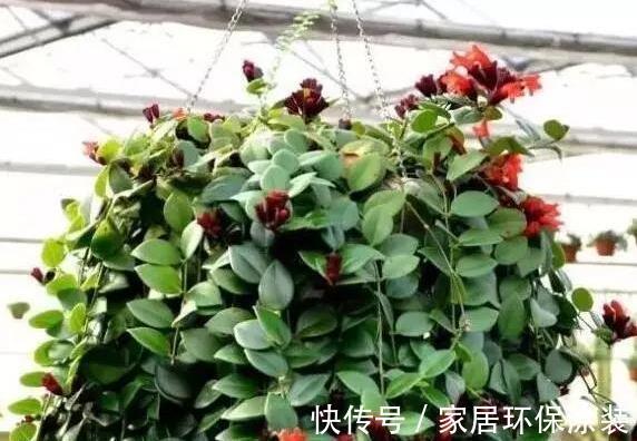 空间|家里这些花卉吊起来养,既增加了观赏价值,又节省了养殖空间