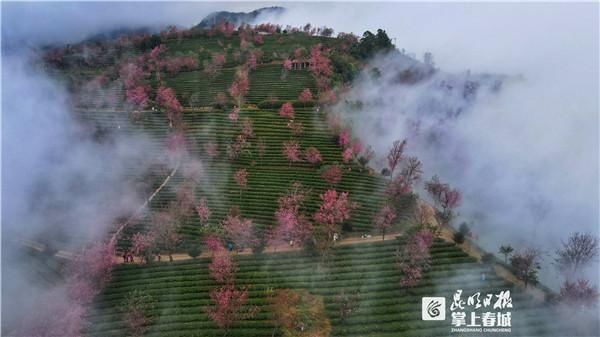 美！无量山万株樱花开了