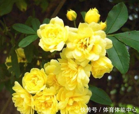 院子再小,也要养棵它,2年长一片,开花特别美,左邻右舍都说香!