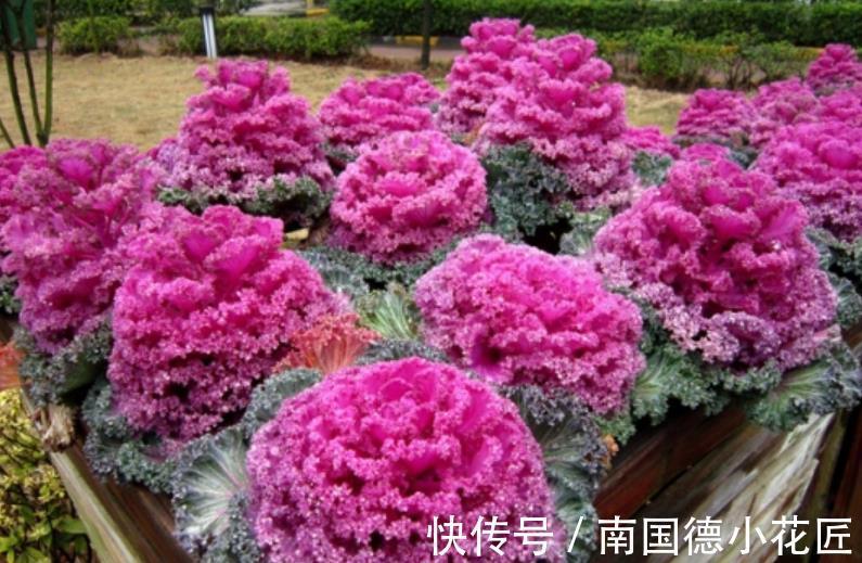 羽衣甘蓝|5种漂亮花,皮实好养又耐寒,现在养一盆正当时,冬天开出小花园