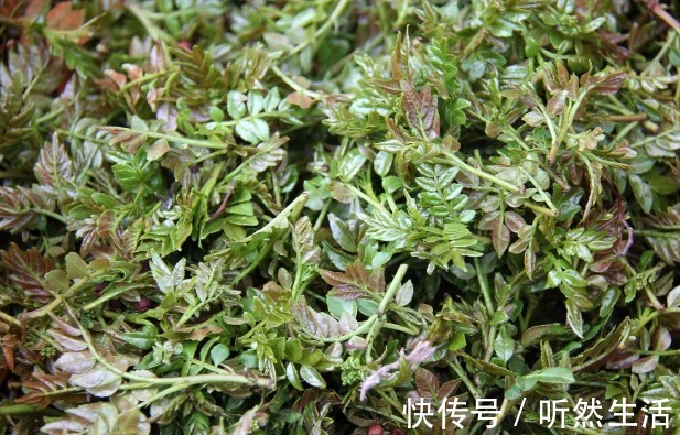 鱼腥草|66种野菜大图片，带你见识不同的野菜和吃法，你想要的野菜这里有
